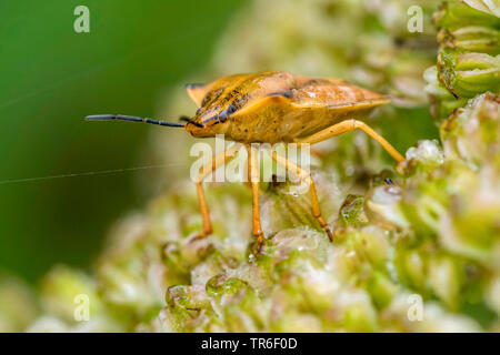 Red Shield bug, bouclier du crâne-bug (Carpocoris fuscispinus, Carpocoris mediterraneus atlanticus), sur une infructescence, Allemagne, Mecklembourg-Poméranie-Occidentale Banque D'Images