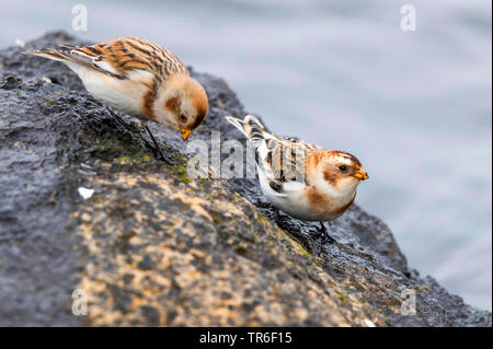 Bruant des neiges (Plectrophenax nivalis), deux des bruants nourriture dans une falaise côtière de la Baltique à l'océan, l'Allemagne, Mecklembourg-Poméranie-Occidentale Banque D'Images