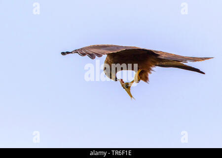 Milan noir, jaune-billed kite (Milvus migrans), l'alimentation du poisson proie en vol , Allemagne Banque D'Images
