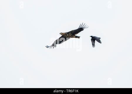 Pygargue à queue blanche (Haliaeetus albicilla), est attaqué par un hooded crow en vol, l'Allemagne, Mecklembourg-Poméranie-Occidentale Banque D'Images