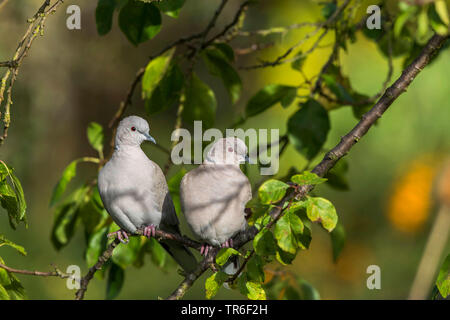 Tête (Streptopelia decaocto), paire assis côte à côte sur une branche, l'Allemagne, Mecklembourg-Poméranie-Occidentale Banque D'Images