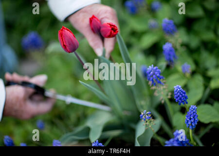 Jardin commun tulip (Tulipa Gesneriana), tulipes rouges et muscaris dans le jardin, Allemagne Banque D'Images