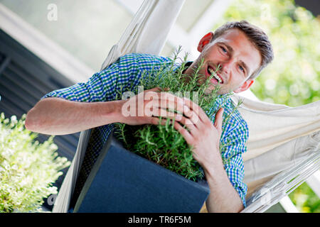 Romarin (Rosmarinus officinalis), jeune homme assis avec un buisson de romarin dans un siège suspendu, Allemagne Banque D'Images