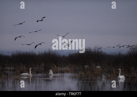 Grue cendrée grue eurasienne, (Grus grus), troupe voler dans la soirée sur un lac avec des cygnes, Allemagne Banque D'Images