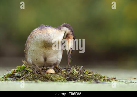 Grèbe huppé (Podiceps cristatus), debout en plumage nuptial sur un nid avec un oeuf, Allemagne Banque D'Images