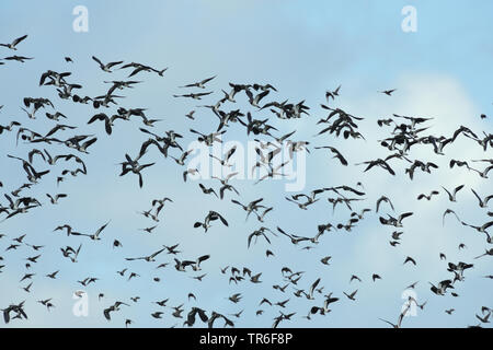 Le nord de sociable (Vanellus vanellus), flying flock, Allemagne Banque D'Images