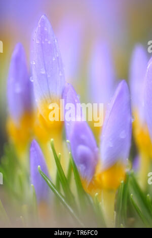 L'Sieber, crocus crocus crétois, neige crocus (Crocus sieberi), près de pluie à fleurs Banque D'Images