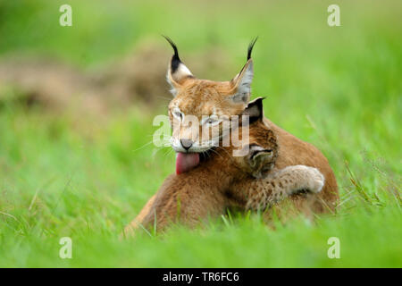 Le lynx (Lynx lynx lynx), jeune animal de câlins avec sa mère dans un pré, Allemagne Banque D'Images