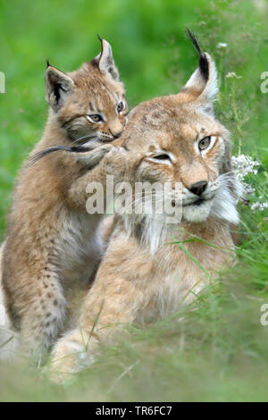 Le lynx (Lynx lynx lynx), les jeunes mères à grignoter des animaux, de l'Allemagne de l'oreille Banque D'Images