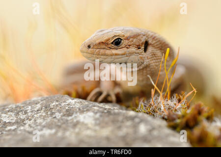 Lézard vivipare, lézard commun européen (Lacerta vivipara, Zootoca vivipara), portrait, regard côté, Allemagne Banque D'Images