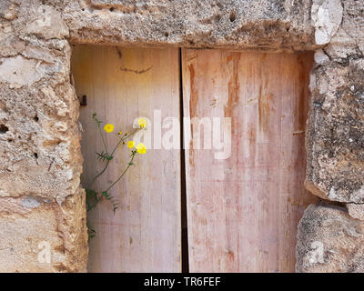 La porte en bois dans une maison en pierre de fleurs de chardon, Espagne, Îles Baléares, Majorque Banque D'Images