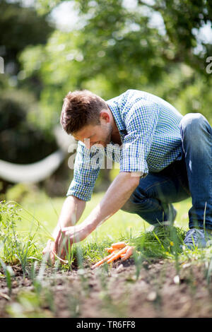 La récolte des carottes de l'homme propre jardin, Allemagne Banque D'Images