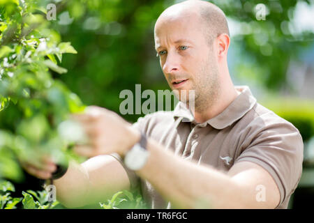 Pommier (Malus domestica), l'homme à l'entretien des arbres dans le jardin, Allemagne Banque D'Images