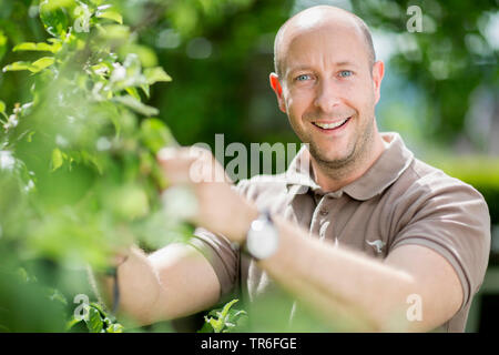 Pommier (Malus domestica), l'homme à l'entretien des arbres dans le jardin, Allemagne Banque D'Images