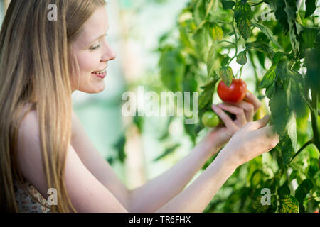Jardin la tomate (Solanum lycopersicum, Lycopersicon esculentum), jeune femme regardant une tomate mûre à un plant de tomate, Allemagne Banque D'Images