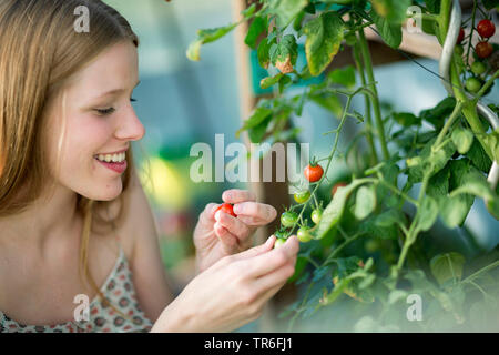 Jardin la tomate (Solanum lycopersicum, Lycopersicon esculentum), jeune femme regardant une tomate mûre à partir d'un plant de tomate, Allemagne Banque D'Images