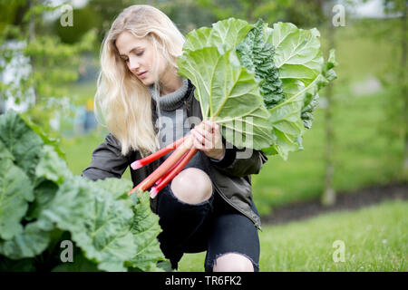 Rhubarbe (Rheum rhabarbarum), young blonde Woman picking rhubarbe fraîche , Allemagne Banque D'Images