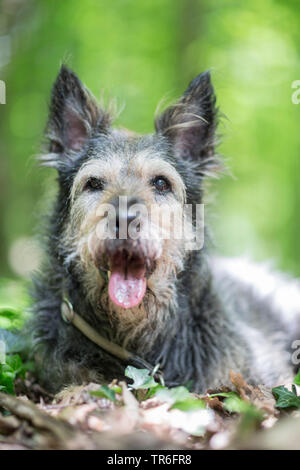 Berger de Picardie, Berger Picard (Canis lupus f. familiaris), couché avec langue traînant sur le sol forestier, Allemagne Banque D'Images