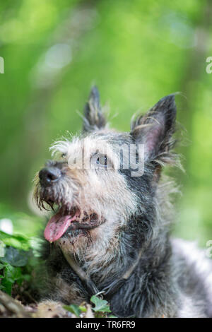 Berger de Picardie, Berger Picard (Canis lupus f. familiaris), couché avec langue traînant sur le sol forestier, Allemagne Banque D'Images