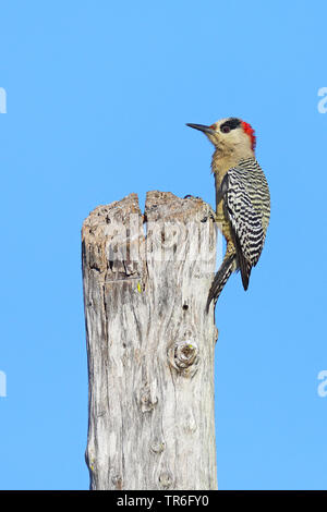 Grand Pic à ventre roux (Melanerpes superciliaris), femme assise sur un poste en bois, de Cuba, de Najasa Banque D'Images