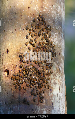 À l'essaim den dans une impasse palm, Cuba, Zapata National Park Banque D'Images