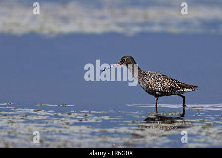 Chevalier arlequin (Tringa erythropus), en plumage nuptial, la marche dans l'eau peu profonde, la Grèce, Lesbos Banque D'Images