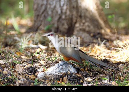 Grand lézard cuckoo (Saurothera merlini), assis sur une pierre sur le sol, de Cuba, de Zapata National Park Banque D'Images