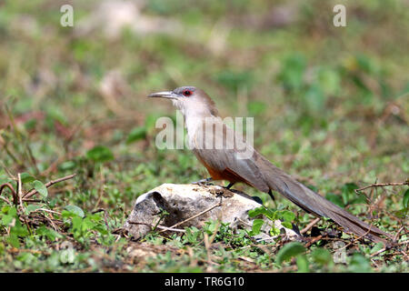 Grand lézard cuckoo (Saurothera merlini), assis sur une pierre sur le sol, de Cuba, de Zapata National Park Banque D'Images