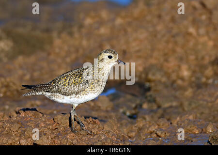 Pluvier doré européen (Pluvialis apricaria), en plumage d'hiver au bord de l'eau, du Maroc, du Parc National de Souss Massa Banque D'Images