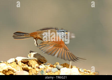 Chambre (Emberiza striolata), à partir des hommes, Maroc, Tamri, Hoher Atlas Banque D'Images