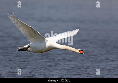 Mute swan (Cygnus olor), homme volant au-dessus de l'eau, Pays-Bas, Frise Banque D'Images