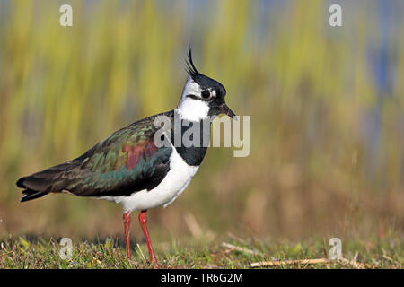 Le nord de sociable (Vanellus vanellus), homme debout dans la prairie, Pays-Bas, Frise Banque D'Images