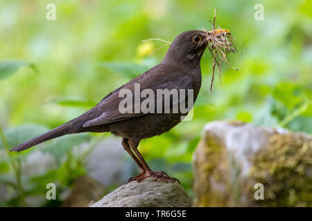 Blackbird (Turdus merula), homme la collecte de matériel de nidification et de le maintenir dans le projet de loi, la Suisse, Sankt Gallen Banque D'Images