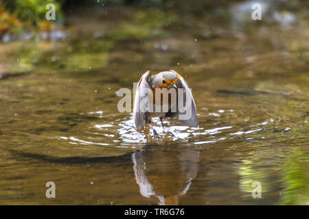 European robin (Erithacus rubecula aux abords), baignade en eau peu profonde, Suisse, Sankt Gallen Banque D'Images