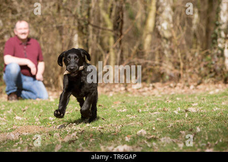 Flat Coated Retriever (Canis lupus f. familiaris), avec le bâton dans la bouche d'exécution mettent bas dans un pré, Allemagne Banque D'Images