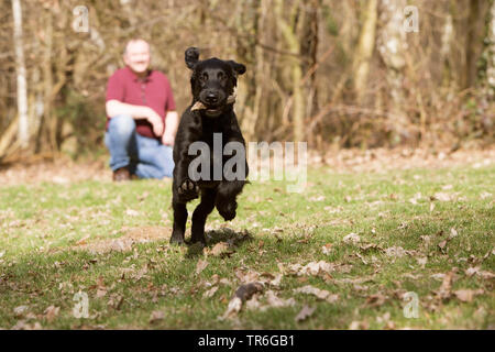 Flat Coated Retriever (Canis lupus f. familiaris), avec le bâton dans la bouche d'exécution mettent bas dans un pré, Allemagne Banque D'Images