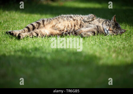 Chat domestique, le chat domestique (Felis silvestris catus) f., dormir sur une pelouse dans un jardin, Allemagne Banque D'Images