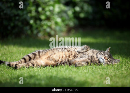 Chat domestique, le chat domestique (Felis silvestris catus) f., dormir sur une pelouse dans un jardin, Allemagne Banque D'Images