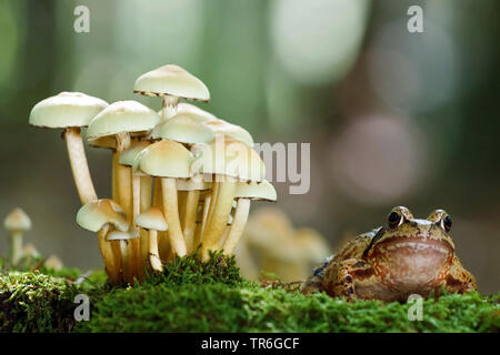 Grenouille rousse, grenouille herbe (Rana temporaria), assis sur la mousse à côté d'un groupe de champignons, de l'Allemagne, en Rhénanie du Nord-Westphalie, région du Bergisches Land Banque D'Images