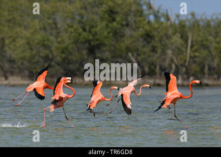 Flamant rose, American flamingo, Caraïbes Flamingo (Phoenicopterus ruber ruber), groupe dans une solution saline, démarrage, Cuba, Zapata National Park Banque D'Images