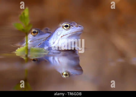 Moor frog (Rana arvalis), homme dans l'eau, Pays-Bas Banque D'Images