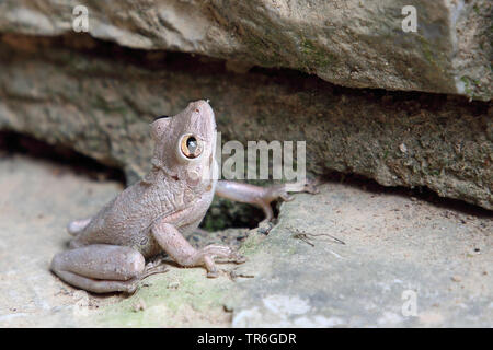 Rainette cubaine, la rainette de Cuba (Osteopilus septentrionalis, Hyla septentrionalis), assis sur un rocher, Cuba, Pinar del Rao Banque D'Images