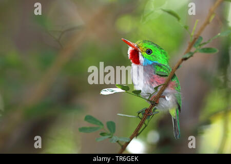 Todier de Cuba (Todus multicolor), homme d'une branche, Cuba, Cayo Coco Banque D'Images