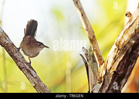 (Ferminia cerverai zapata wren), assis sur une branche, de Cuba, de Zapata National Park Banque D'Images