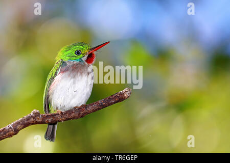 Todier de Cuba (Todus multicolor), femelle sur une branche, Cuba, Cayo Coco Banque D'Images