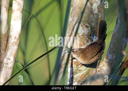 (Ferminia cerverai zapata wren), assis sur une branche, de Cuba, de Zapata National Park Banque D'Images