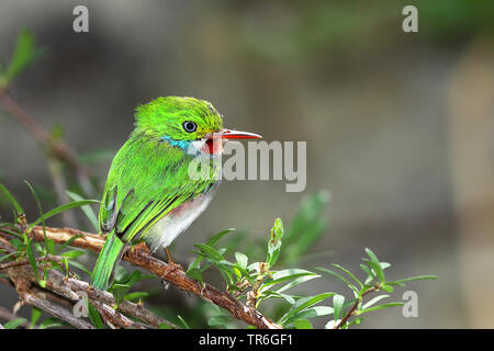 Todier de Cuba (Todus multicolor), femelle sur une branche, Cuba, Cayo Coco Banque D'Images