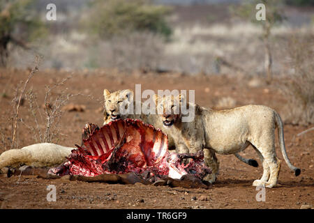 Lion (Panthera leo), Groupe debout à la tuer, Afrique du Sud, le Parc national Krueger Banque D'Images