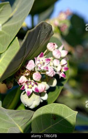 Calotrope, pomme de Sodome, Sodome apple, stabragh Osheror stabragh, (calotropis procera, Asclepias procera, Asclepias gigantea), fleurs, Cap Vert Banque D'Images