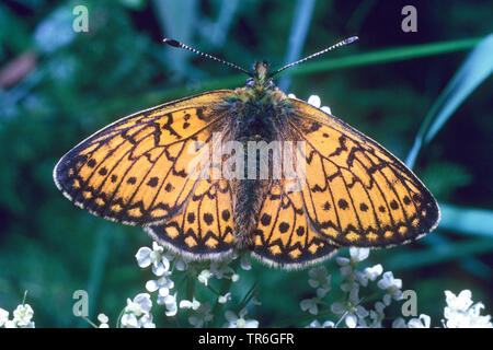 Bog fritillary (Boloria eunomia Clossiana Proclossiana eunomia) eunomia, imago sur fleurs blanches, vue de dessus, l'Allemagne, en Rhénanie du Nord-Westphalie, Eifel Banque D'Images